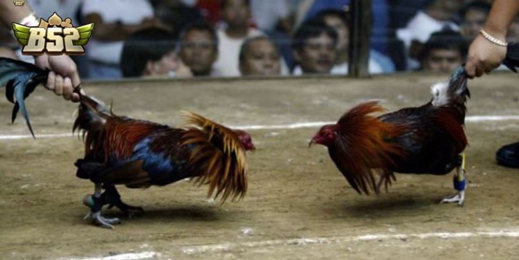 Sự đa dạng về giống kê Đá Gà Cựa Dao