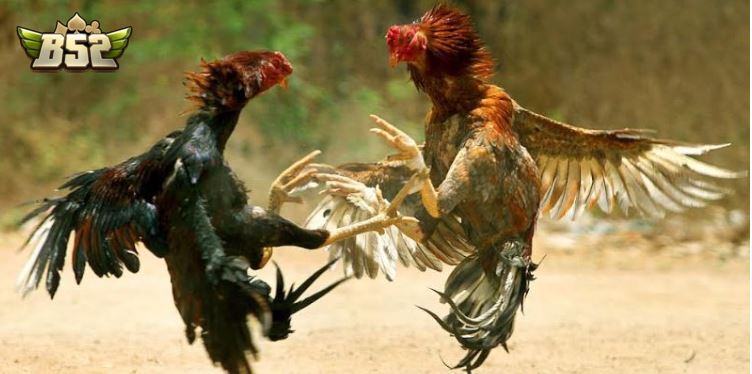 Cách quyết định thắng thua Đá Gà Thomo