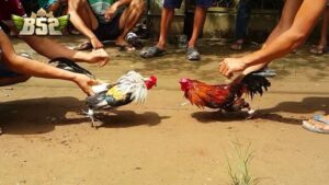 Nguồn gốc và lịch sử của gà tre Thomo