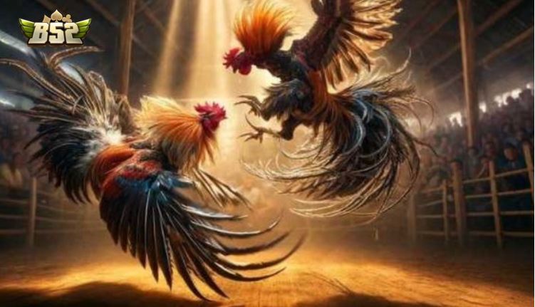 Đá Gà Trực Tiếp Là Gì?