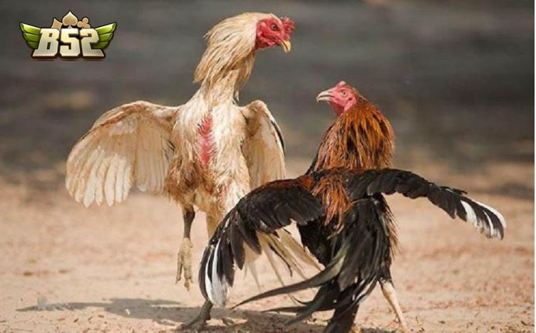 Ba loại Gà Đá Hầu Kiềng phổ biến nhất hiện nay